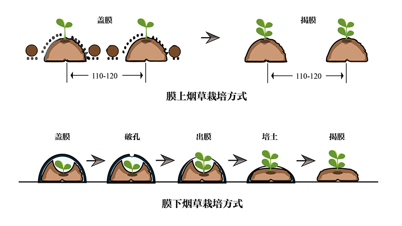 農地膜：農業生產的得力助手